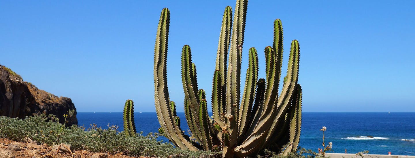 Golf del Sur på Tenerife